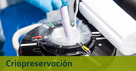 Destacados Criopreservación del Cordón Umbilical